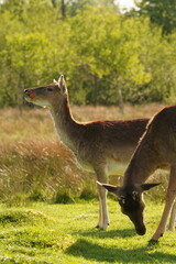 Vibrant and tranquil nature in Denmark	