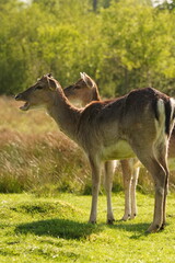 Vibrant and tranquil nature in Denmark	