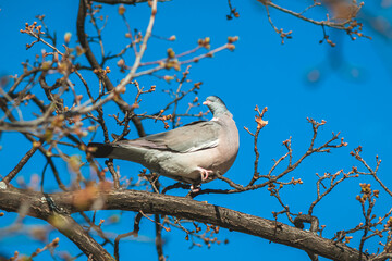 common Wood pigeon bird Columba palumbus on a tree branch in spring