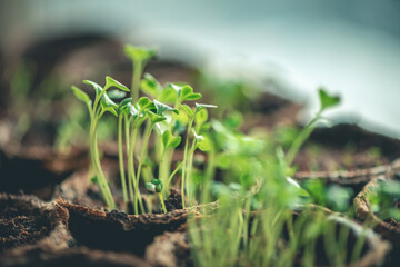 Seedling sprouts in peat pots by the window