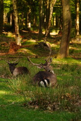 Vibrant and tranquil nature in Denmark	