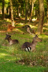 Vibrant and tranquil nature in Denmark	
