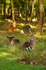 Vibrant and tranquil nature in Denmark	
