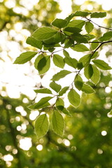 Vibrant and tranquil nature in Denmark	