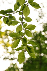 Vibrant and tranquil nature in Denmark	