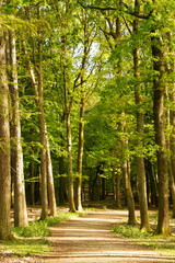 Vibrant and tranquil nature in Denmark	