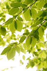 Vibrant and tranquil nature in Denmark	