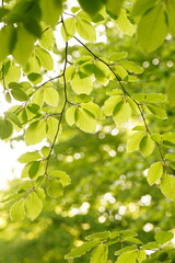 Vibrant and tranquil nature in Denmark	