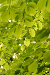 Vibrant and tranquil nature in Denmark	