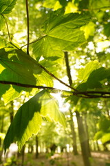 Vibrant and tranquil nature in Denmark	
