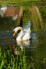 Obraz premium Vibrant and tranquil nature in Denmark 