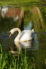 Vibrant and tranquil nature in Denmark	