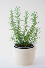 Rosmarin freigestellt vor wei&szlig;em Hintergrund
