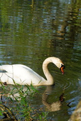 Obraz premium Vibrant and tranquil nature in Denmark 