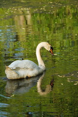 Fototapeta premium Vibrant and tranquil nature in Denmark 