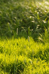 Vibrant and tranquil nature in Denmark	