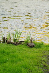 Vibrant and tranquil nature in Denmark	