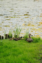 Vibrant and tranquil nature in Denmark	