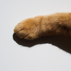 Close-up of the paw of a red cat with short fur on a white background with shadows. Soft cat's paw