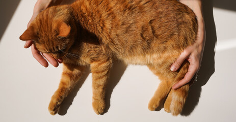 Pet. Close-up, paws of a fluffy domestic red cat in the hands of a woman on a light background in...