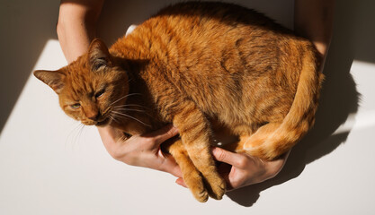 The cat peaceful in the owner's arms. Gentle domestic ginger cat, close-up. Home calm life with...