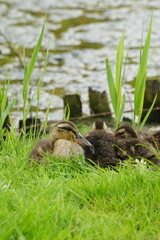 Vibrant and tranquil nature in Denmark