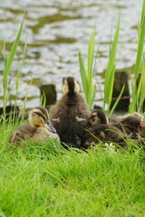 Vibrant and tranquil nature in Denmark