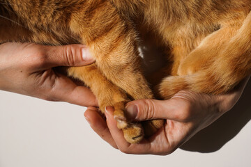 Obraz premium close-up, paws of a fluffy domestic red cat in the hands of a woman on a light background in daylight. Do-it-yourself home care of your pet's claws at home