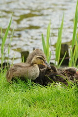Vibrant and tranquil nature in Denmark