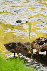 Vibrant and tranquil nature in Denmark