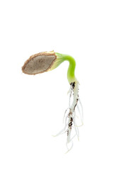 Pumpkin plant growing from seed isolated on white