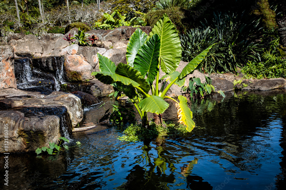 Wall mural kaua'i stream