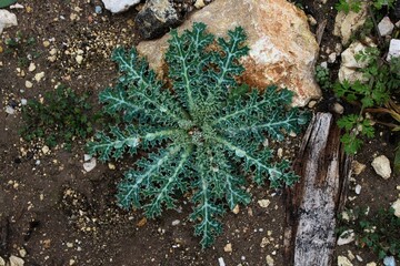 texas thistle