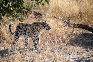 Leopard in Khwai - Botswana