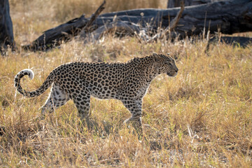Leopard in Khwai - Botswana