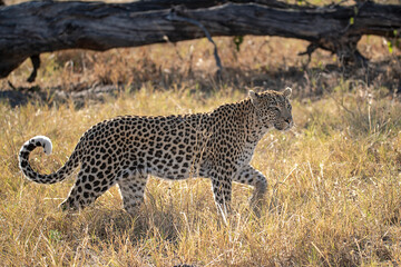 Leopard in Khwai - Botswana