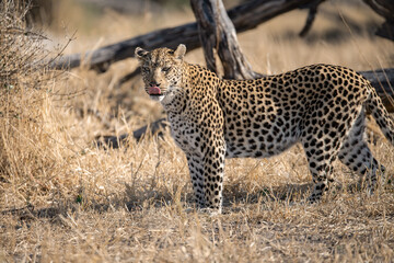 Leopard in Khwai - Botswana