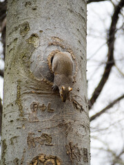 Squirrel exiting a tree hole