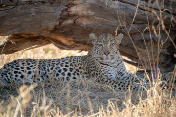 Leopard in Khwai - Botswana
