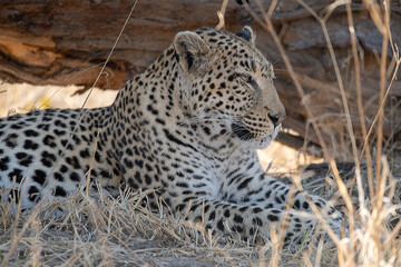 Leopard in Khwai - Botswana