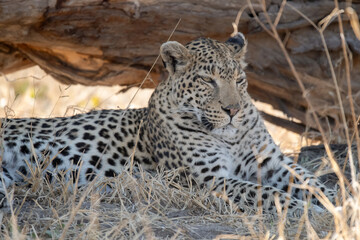 Leopard in Khwai - Botswana