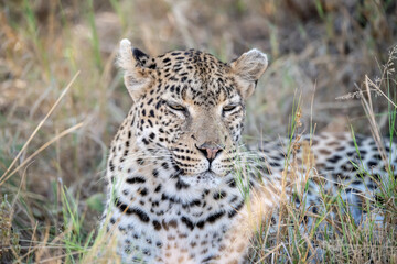 Leopard in Khwai - Botswana