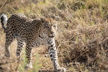 Leopard in Khwai - Botswana