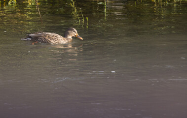 Duck swimming in water