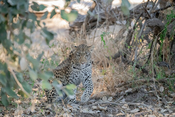 Leopard in Khwai - Botswana