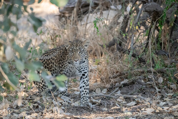 Leopard in Khwai - Botswana