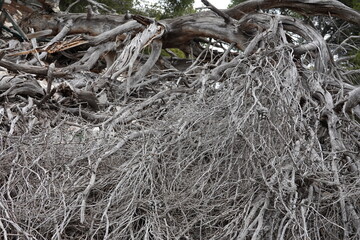 Branches et racines d'arbre mort