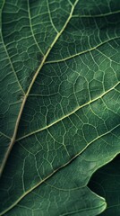 Fototapeta premium Close up of a leaf with a thin stem. Nature background . Vertical background 