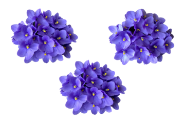 Violet viola flowers set, home plant isolated object, clipping path selective focus, decorative element for design, home decor concept