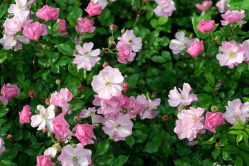 Rosa polyantha is a species of rose known commonly as multiflora rose, many-flowered rose or seven-sisters.